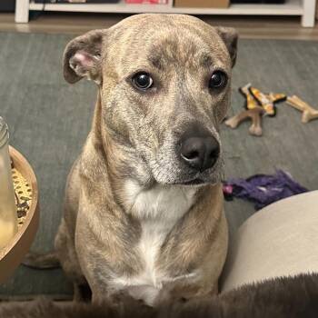 Nyla (Ny Ny) -  Labrador Retriever and Pit Bull Terrier Dog for Adoption in Richmond, Texas - Nyla (Ny Ny) | PetCurious