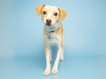 Chihuahua Dogs Available for Adoption - SKIPPY | PetCurious