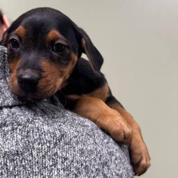 Mixed Breed Dogs Available for Adoption - Rotti | PetCurious