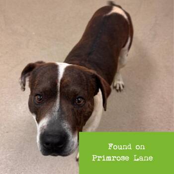 Pit Bull Terrier Dogs Available for Adoption in Lynchburg, Virginia - Embark | PetCurious