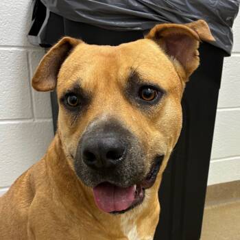 Rescue Terrier and Mixed Breed Dogs for Adoption in Corpus Christi, Texas - Caleb | PetCurious