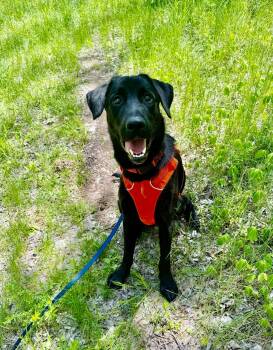 Black Labrador Retriever and German Shepherd Dog Dogs Available for Adoption in Blair, Nebraska - Maverick  | PetCurious