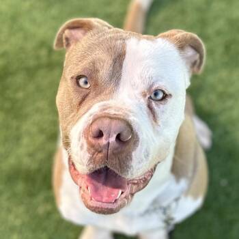 Pit Bull Terrier and Shar Pei Dogs Available for Adoption - Austin - ECAS | PetCurious