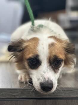 Ms. Snuggle Bottoms -  Papillon and Chihuahua Dog for Adoption in Cambridge, Maryland - Ms. Snuggle Bottoms | PetCurious