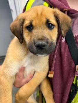 Hopper -  Labrador Retriever and Husky Dog Available for Adoption in Yellowknife, Northwest Territories - Hopper | PetCurious