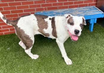 Beverly -  Mastiff Dog for Adoption - Beverly | PetCurious