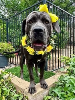 Cane Corso Dogs Available for Adoption in Redlands, California - Mishka | PetCurious