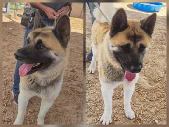 YOGI -  Akita and Mixed Breed Dog for Adoption in Albuquerque, New Mexico - YOGI | PetCurious