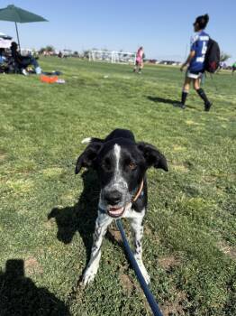 Mackenzie -  Border Collie Dog Available for Adoption in Malibu, California - Mackenzie | PetCurious