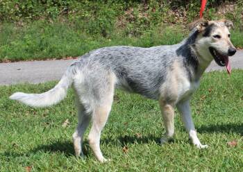 Sadie 42953 -  Husky and Shepherd Dog for Adoption in Prattville, Alabama - Sadie 42953 | PetCurious