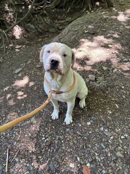KANE -  American Staffordshire Terrier Dog for Adoption in Glenpool, Oklahoma - KANE | PetCurious