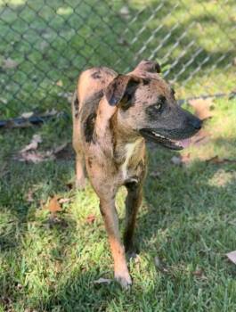 Rescue Catahoula Leopard Dog Dogs for Adoption in Winnfield, Louisiana - Hammie | PetCurious