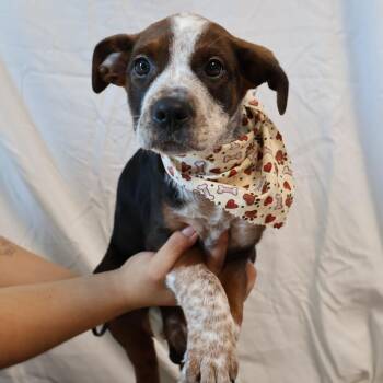 Mocha -  Mixed Breed Dog for Adoption in Saint Charles, Missouri - Mocha | PetCurious