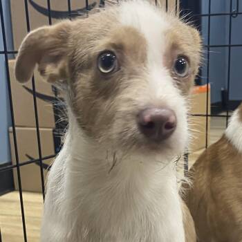 Rescue Chihuahua and Terrier Dogs for Adoption in Newark, New Jersey - Baby King | PetCurious