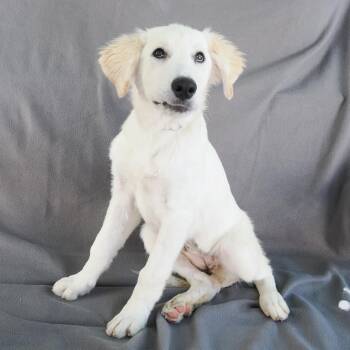 CELESTE -  Great Pyrenees and Mixed Breed Dog for Adoption in Richmond, California - CELESTE | PetCurious