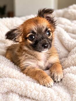 Minnie -  Pomeranian and Pomapoo Dog for Adoption in Cerritos, California - Minnie | PetCurious