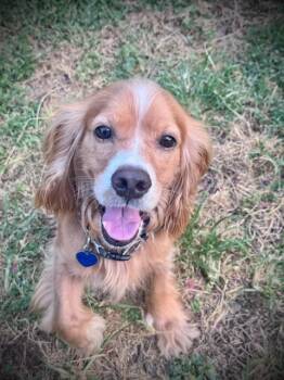 Vincent -  Cocker Spaniel Dog for Adoption in Austin, Texas - Vincent | PetCurious