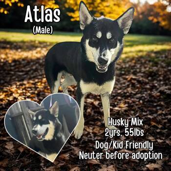 Rescue Husky Dogs for Adoption in Lancaster, Kentucky - Atlas | PetCurious