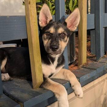 Morrigan -  Husky Dog for Adoption in Houston, Texas - Morrigan | PetCurious