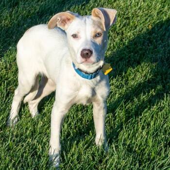 LOCK -  Labrador Retriever and Mixed Breed Dog for Adoption in St. Louis, Missouri - LOCK | PetCurious