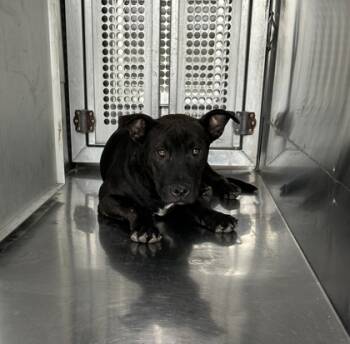 Rescue Terrier and Mixed Breed Dogs for Adoption in Fort Worth, Texas - 59688978 | PetCurious