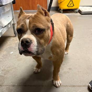 Staffordshire Bull Terrier and English Bulldog Dogs Available for Adoption - Mya | PetCurious