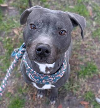 Mixed Breed Dogs Available for Adoption - TATER | PetCurious