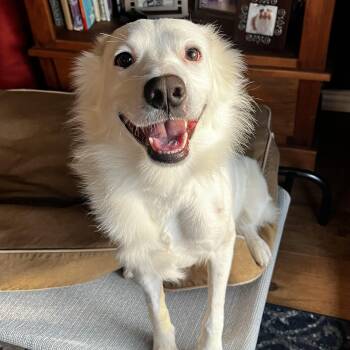 Border Collie and Australian Cattle Dog Blue Heeler Dogs Available for Adoption - Remy | PetCurious