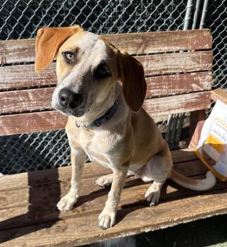 Mixed Breed Dogs Available for Adoption - Camino | PetCurious