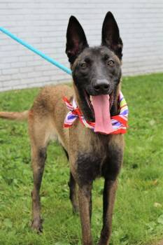 Rescue Belgian Shepherd Malinois Dogs for Adoption in Tinton Falls, New Jersey - Jesi | PetCurious