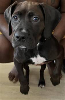 SAVOY -  Mixed Breed Dog for Adoption in Palmetto, Florida - SAVOY | PetCurious