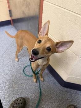 Whimsy -  Whippet and Mixed Breed Dog for Adoption in Westland, Michigan - Whimsy | PetCurious