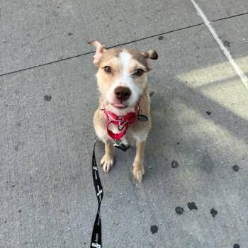 Callie -  Terrier Dog for Adoption in New York, New York - Callie | PetCurious
