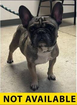 Prudence -  French Bulldog and Mixed Breed Dog for Adoption in Eugene, Oregon - Prudence | PetCurious