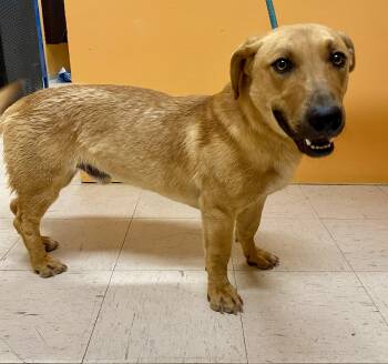 Rescue Labrador Retriever Dogs for Adoption in Joshua Tree, California - YEEHAW | PetCurious