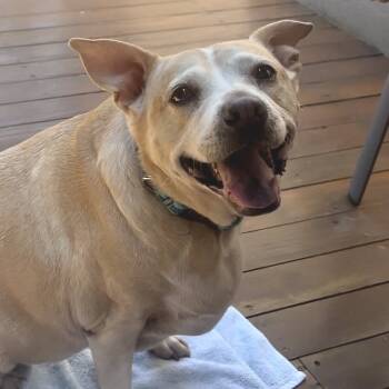 Rescue Pit Bull Terrier and Shepherd Dogs for Adoption in Ramona, California - Sprinkles | PetCurious