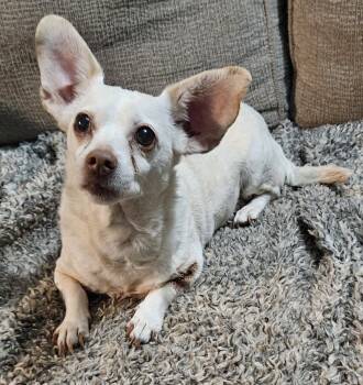 Hayley -  Chihuahua Dog for Adoption in Centerville, Georgia - Hayley | PetCurious
