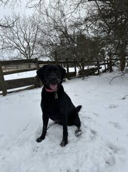 Raven -  Labrador Retriever Dog Available for Adoption in Lincoln, Nebraska - Raven | PetCurious