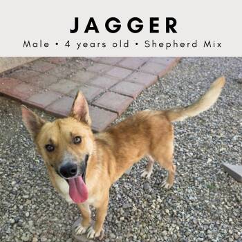 Jagger -  Carolina Dog Dog for Adoption in Tucson, Arizona - Jagger | PetCurious