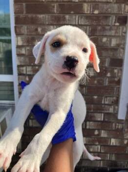 LINCOLN LOUD -  Mixed Breed Dog for Adoption in Dallas, Texas - LINCOLN LOUD | PetCurious