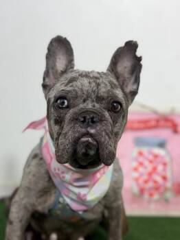 Nana-One of our Amazing Rescue Dogs -  French Bulldog and Mixed Breed Dog for Adoption in Carlsbad, California - Nana-One Of Our Amazing Rescue Dogs | PetCurious