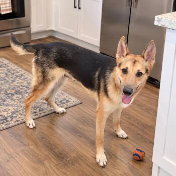 Zeus -  German Shepherd Dog Dog for Adoption in Baytown, Texas - Zeus | PetCurious