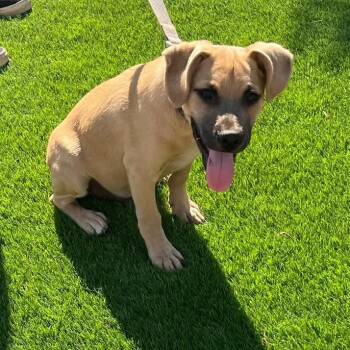 Dallas -  Labrador Retriever and Terrier Dog for Adoption in Escondido, California - Dallas | PetCurious