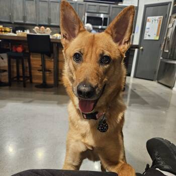 Rescue Shepherd and Husky Dogs for Adoption in Las Vegas, Nevada - Gia | PetCurious