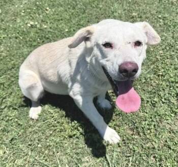 Holly -  Shepherd and Mixed Breed Dog for Adoption in Morristown, New Jersey - Holly | PetCurious