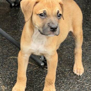 Back up Terry -  American Staffordshire Terrier and Mixed Breed Dog for Adoption in Georgetown, Kentucky - Back Up Terry | PetCurious