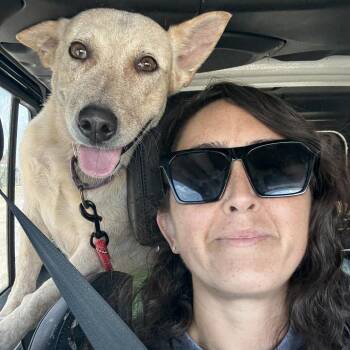 Australian Cattle Dog Blue Heeler Dogs Available for Adoption - Debbie (Courtesy) | PetCurious