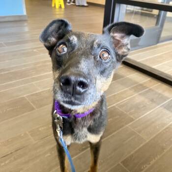 Rescue Shepherd and Mixed Breed Dogs for Adoption in Fairfax, Virginia - Sweet Pea | PetCurious
