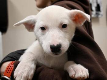 Siberian Husky Dogs Available for Adoption in Portland, Oregon - Cloudy | PetCurious