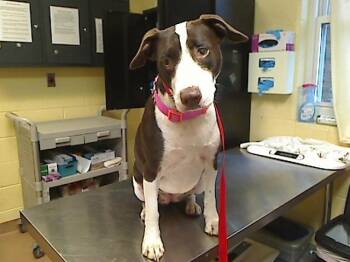 MIKA -  Pit Bull Terrier and Mixed Breed Dog for Adoption in Cookeville, Tennessee - MIKA | PetCurious